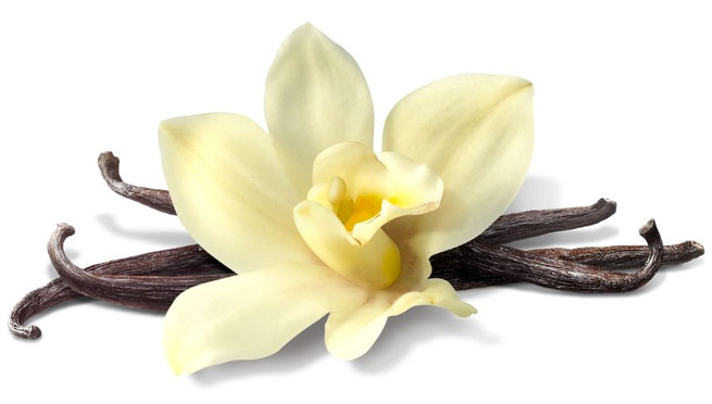 vanilla flower and beans